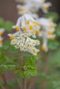 Pale corydalis, Pseudofumaria alba, close-up yellow-white flowers